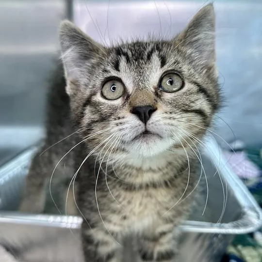 A baby small-sized male Brown / Chocolate Domestic Short Hair cat named Dorito for adoption in Matteson, IL