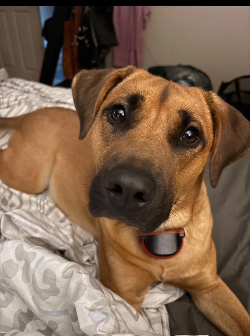An adult medium-sized male Brown / Chocolate Black Mouth Cur dog named Charlie for adoption in Burgaw, NC