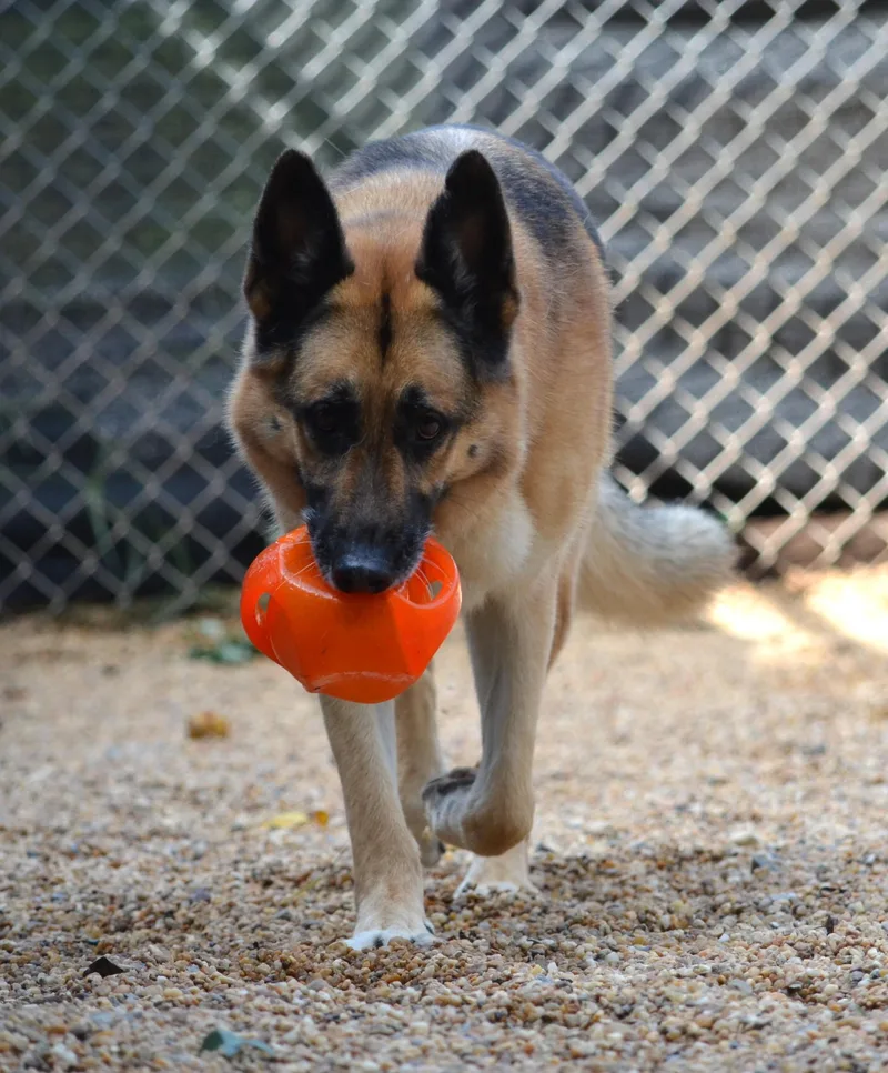An adult large-sized male German Shepherd Dog dog named Chase for adoption in Amissville, VA