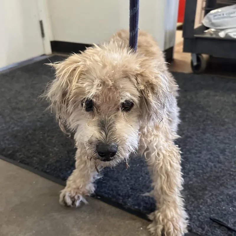 A senior medium-sized male Terrier dog named ND Stray Terrier Mix for adoption in Newberg, OR