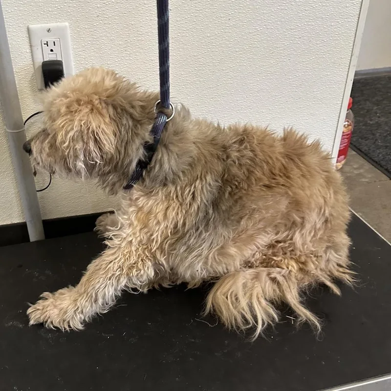 ND Stray Terrier Mix thumbnail 2