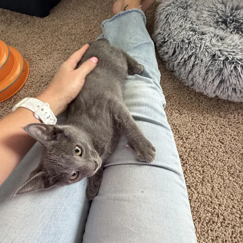 A baby small-sized male Gray / Blue / Silver Domestic Short Hair cat named Toad for adoption in Jarrettsville, MD