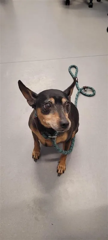 A senior small-sized female Mixed Breed dog named Gigi for adoption in West Chester, PA