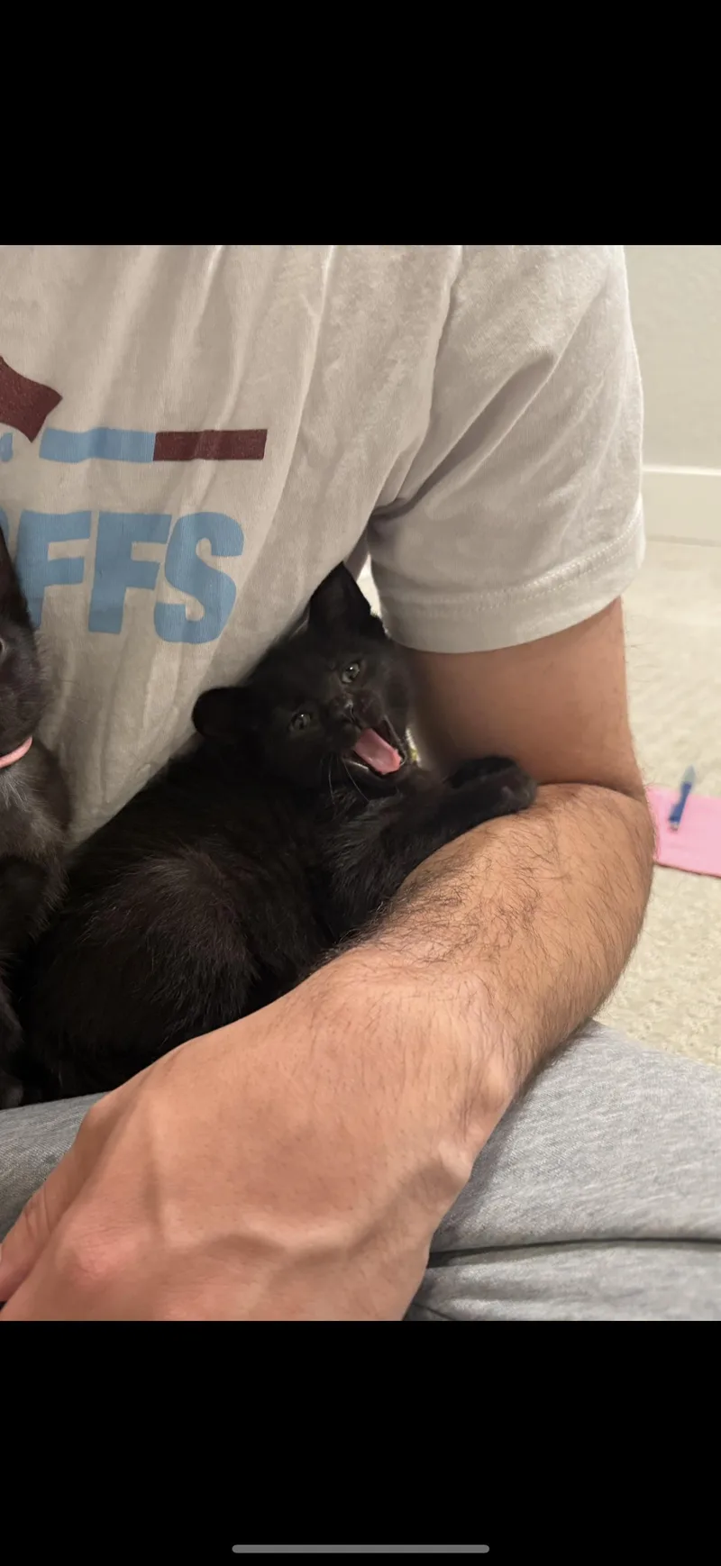A young medium-sized male Black Domestic Short Hair cat named Spark Plug for adoption in Aurora, CO