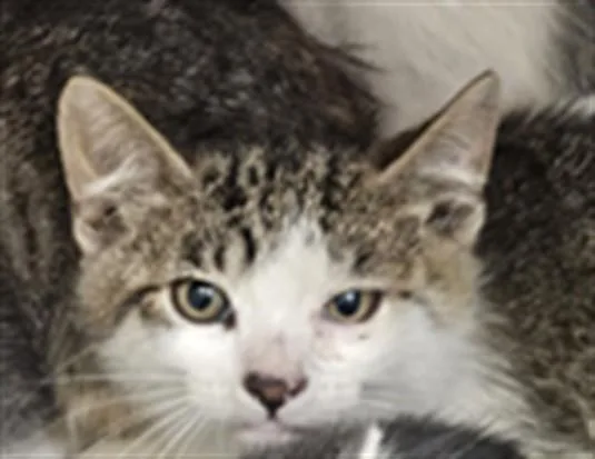 A baby medium-sized male Domestic Short Hair cat named June for adoption in Los Angeles, CA