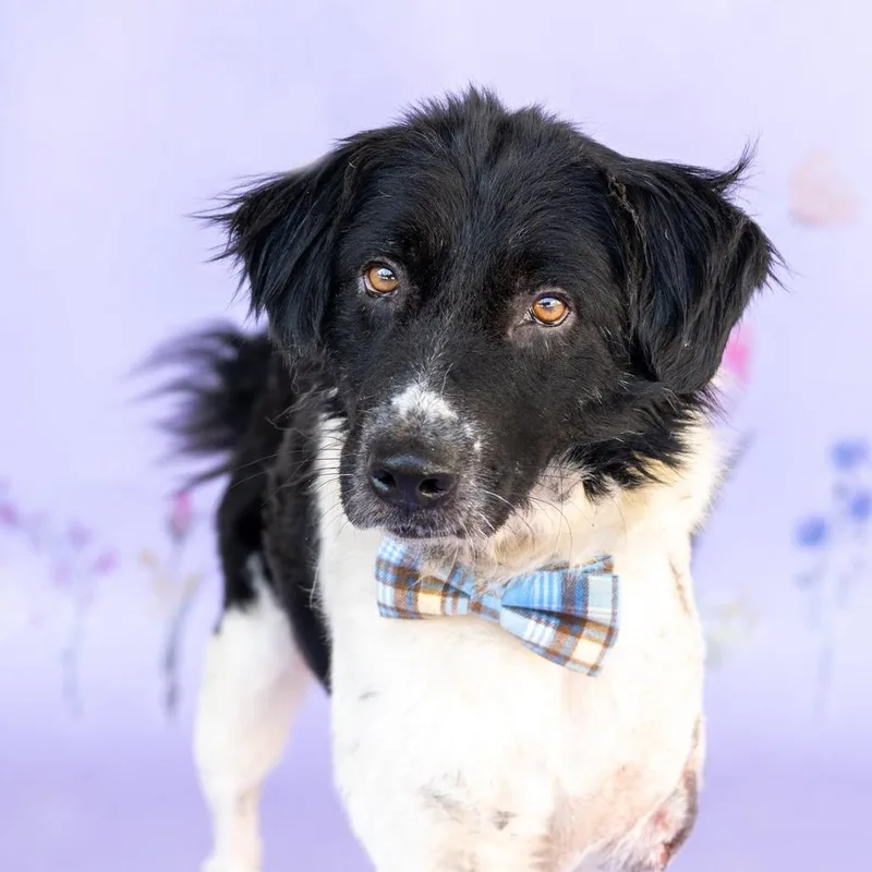 Bob Coming Soon thumbnail 2