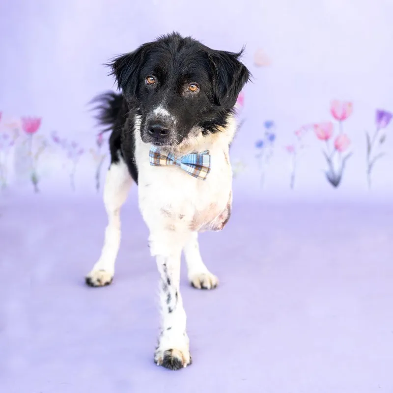 Bob Coming Soon thumbnail 3