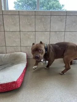 Mr. Beefy