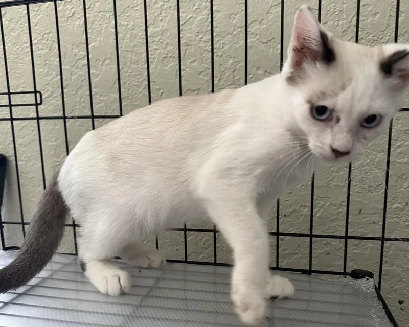 A baby small-sized male Domestic Short Hair cat named Sand Wedge for adoption in Orlando, FL
