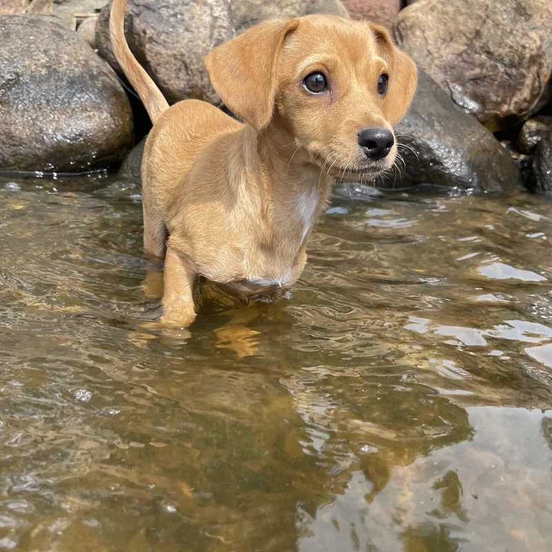 A young small-sized female Dachshund dog named Wendy for adoption in Winter, WI