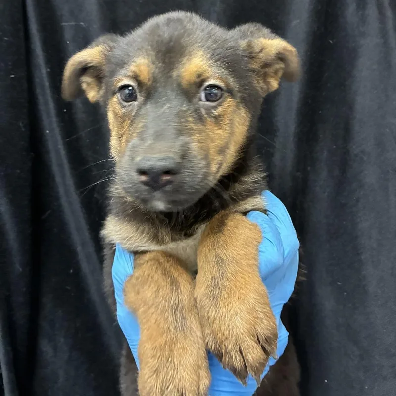A baby small-sized male Shepherd dog named Titan for adoption in San Antonio, TX