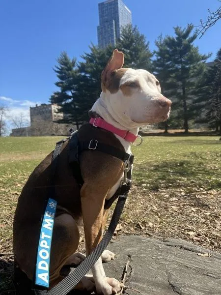 Queen Diva thumbnail 2