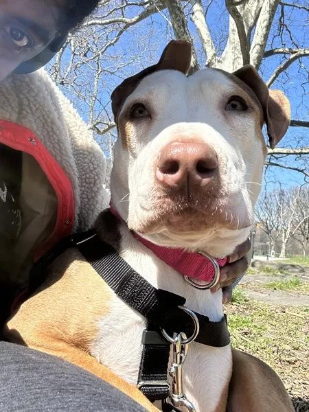 Queen Diva thumbnail 3