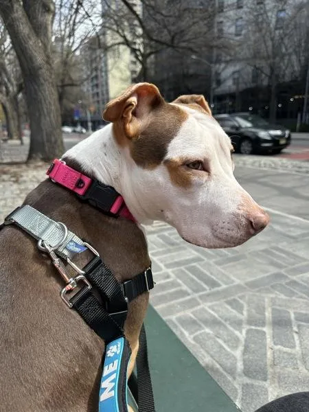 Queen Diva thumbnail 4