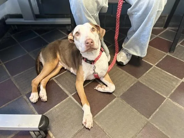 Queen Diva thumbnail 5