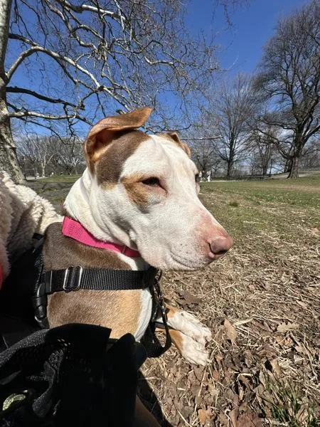 Queen Diva thumbnail 6