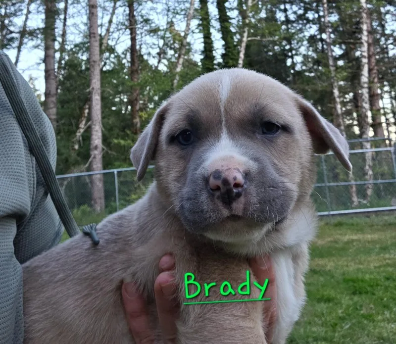 A baby small-sized male Pit Bull Terrier dog named Brady for adoption in Brookings, OR