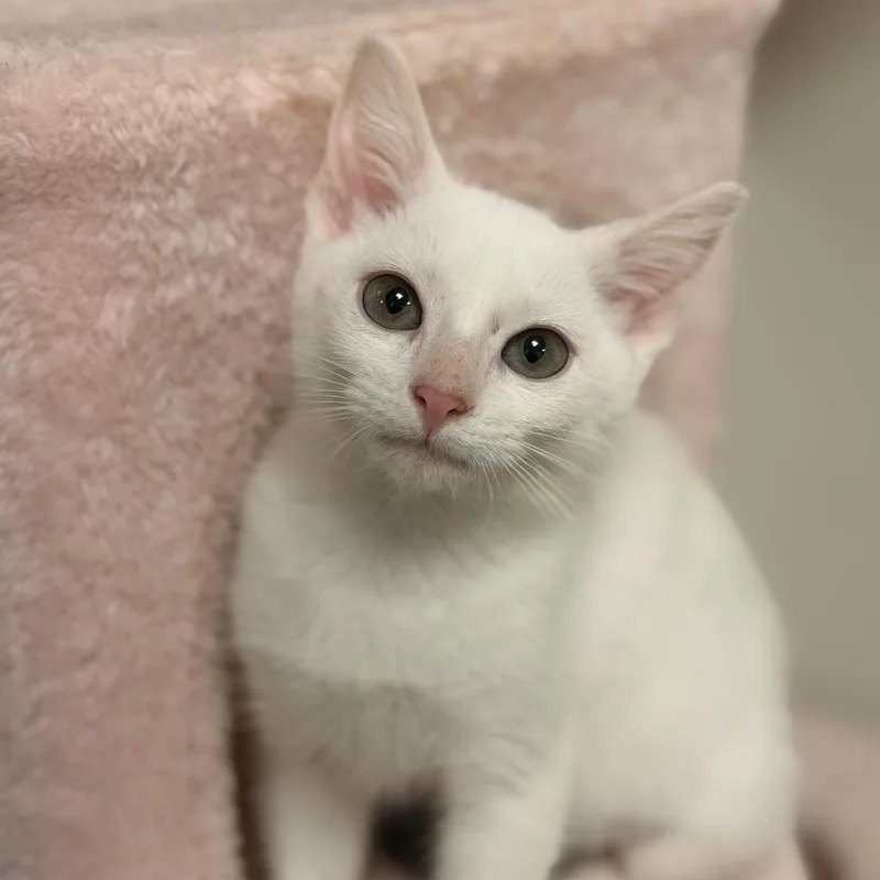 A baby small-sized male Domestic Short Hair cat named Stitch for adoption in Gainesville, FL