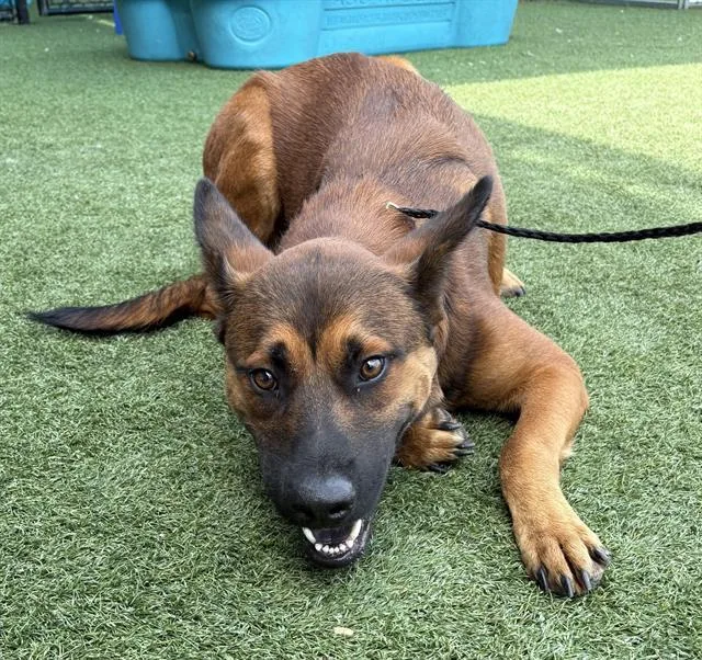 A young large-sized male Mixed Breed dog named Kelly for adoption in Dallas, TX