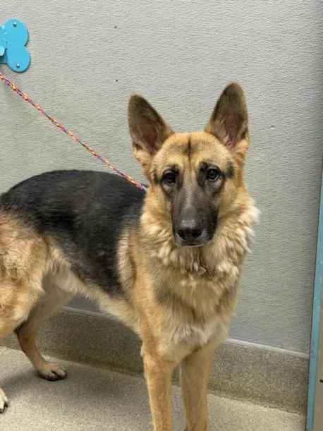 A young large-sized male German Shepherd Dog dog named Rocky for adoption in Las Vegas, NV