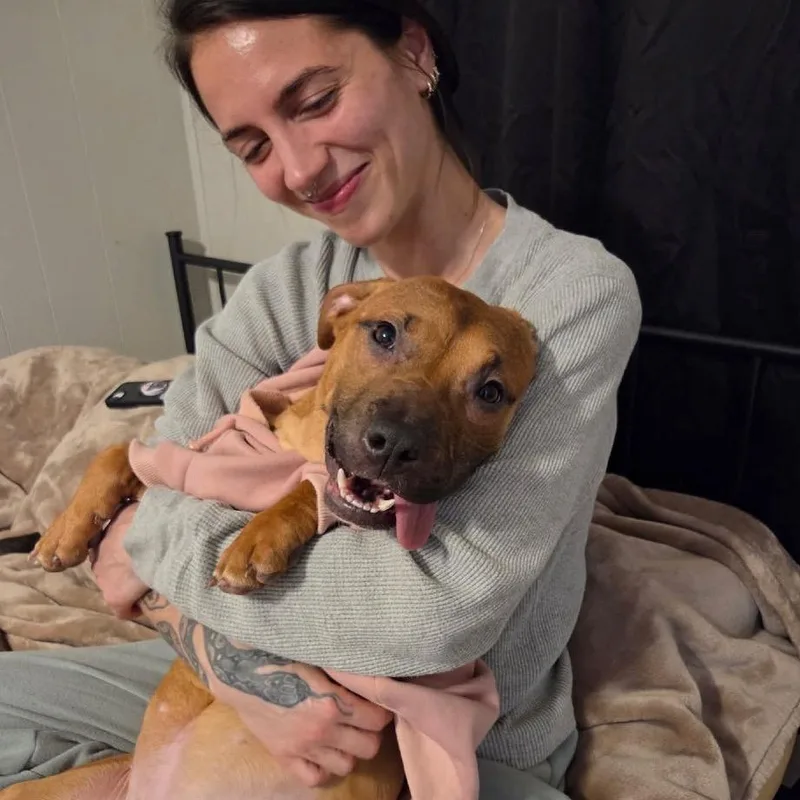 An adult medium-sized female Brown / Chocolate Terrier dog named Tina for adoption in St. Louis, MO