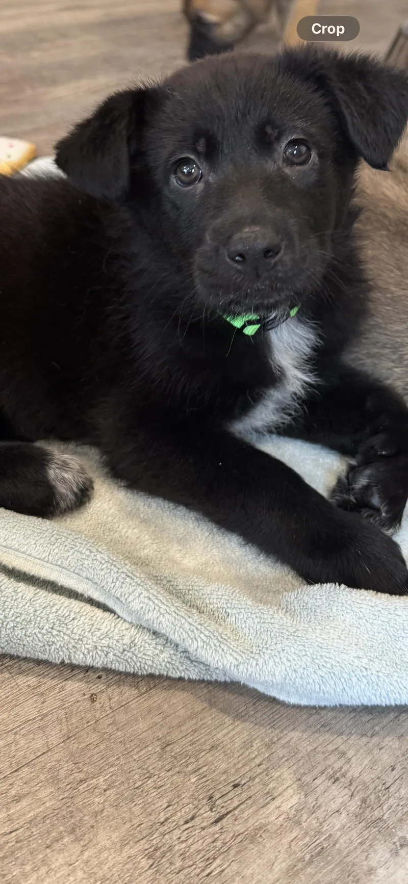 Rosie's Puppy Sunny thumbnail 2