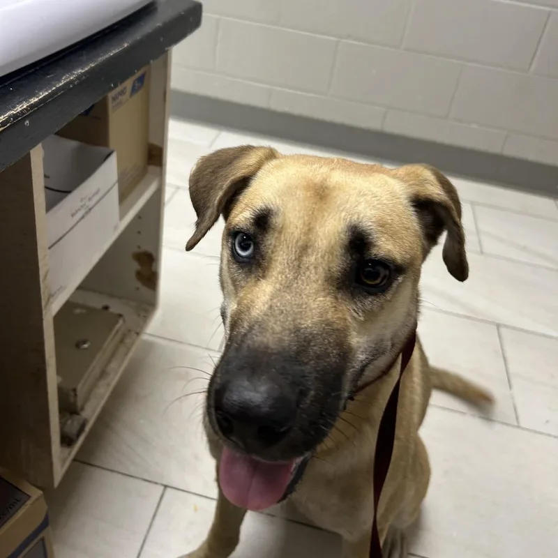 A young medium-sized female Yellow / Tan / Blond / Fawn Black Mouth Cur dog named Lany for adoption in Lufkin, TX