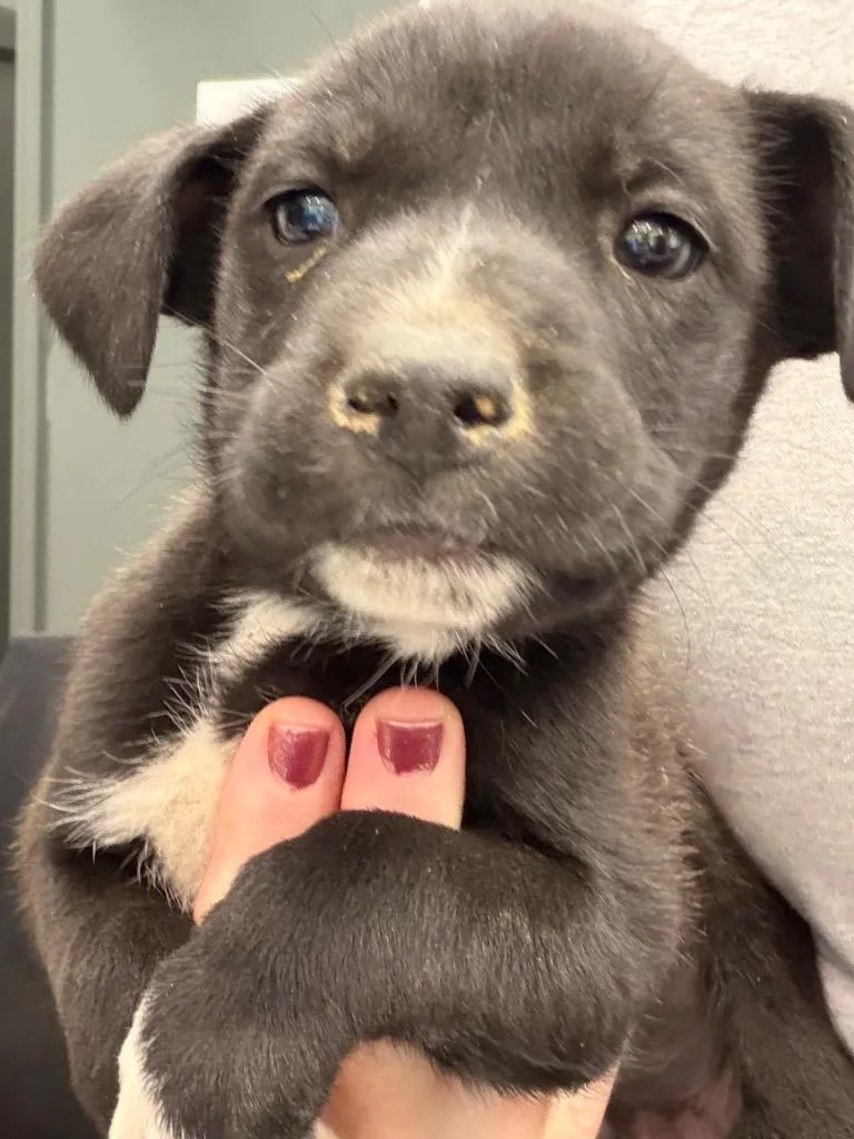 A baby small-sized female Mixed Breed dog named Regina  Pup for adoption in Henderson, NC