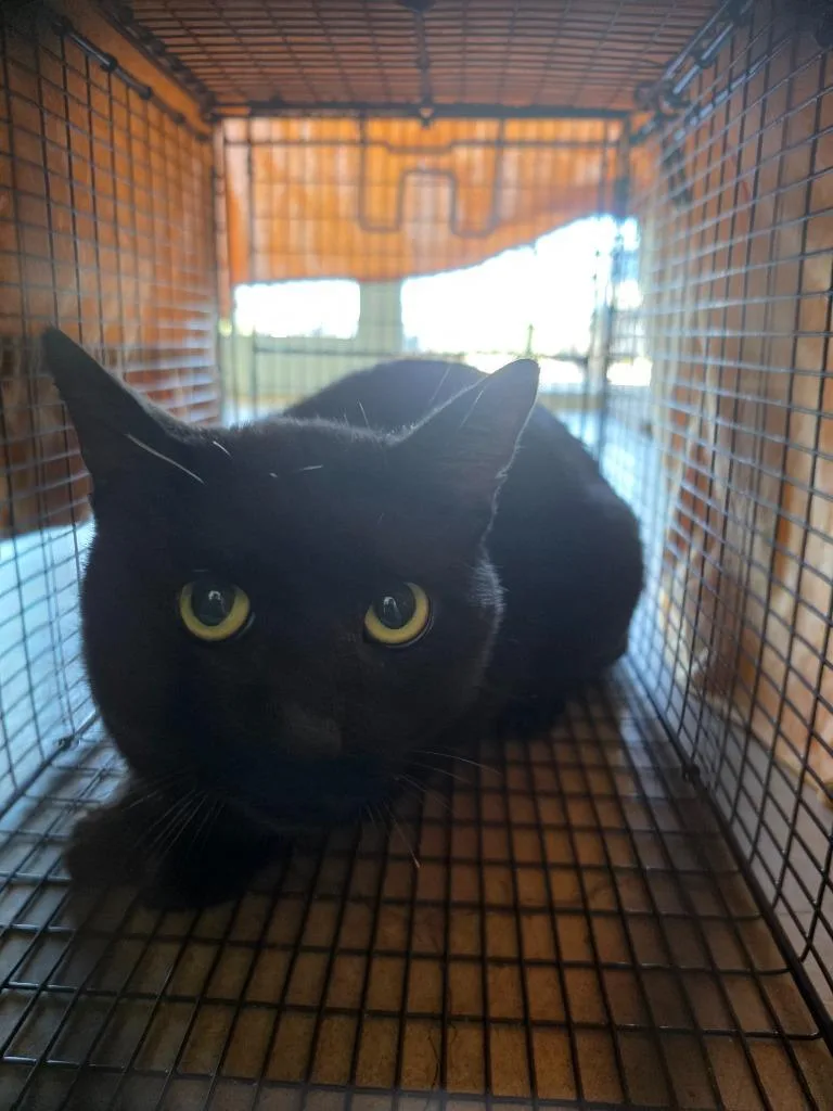 A young medium-sized male Domestic Short Hair cat named Nelson Feral for adoption in New Braunfels, TX