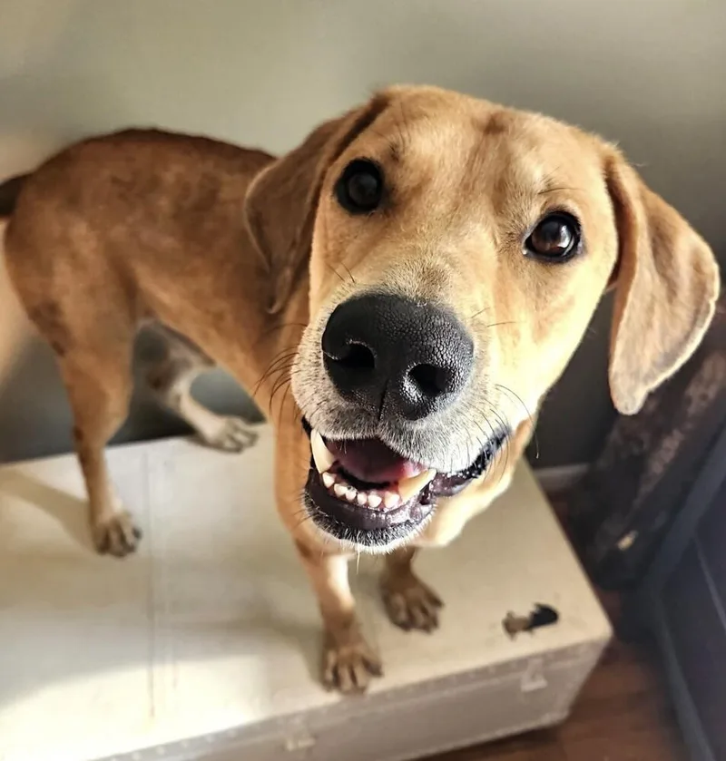 A young large-sized male Brown / Chocolate Labrador Retriever dog named August for adoption in Washington, DC