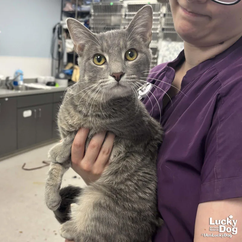 A young medium-sized male Gray / Blue / Silver Domestic Short Hair cat named Johnny for adoption in Washington, DC
