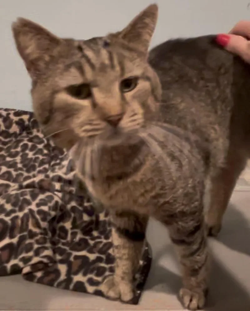 Kingston thumbnail 2