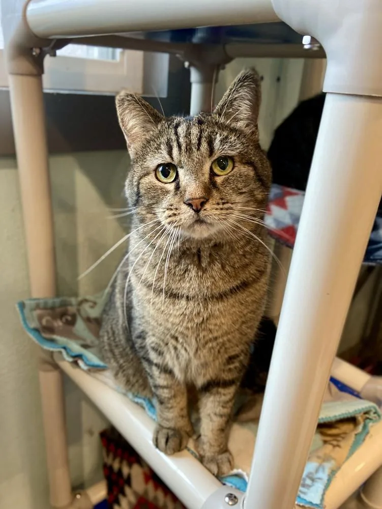 Kingston thumbnail 3