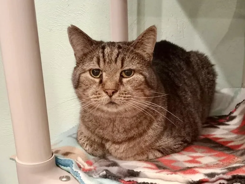 Kingston thumbnail 4