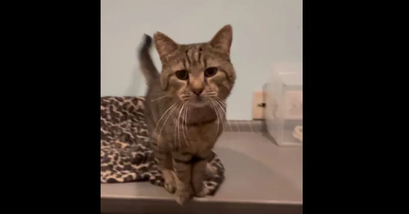 Kingston thumbnail 6