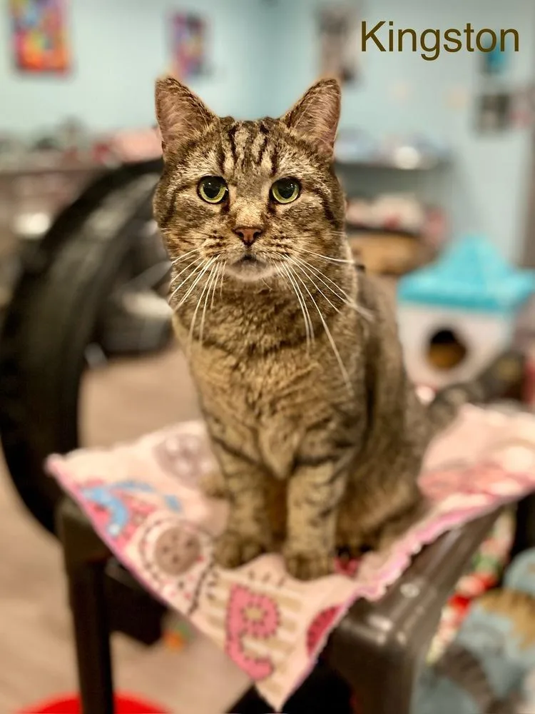 Kingston