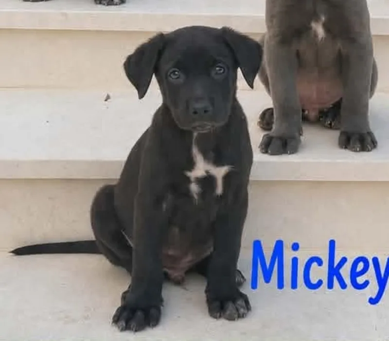 Baby Mickey thumbnail 4