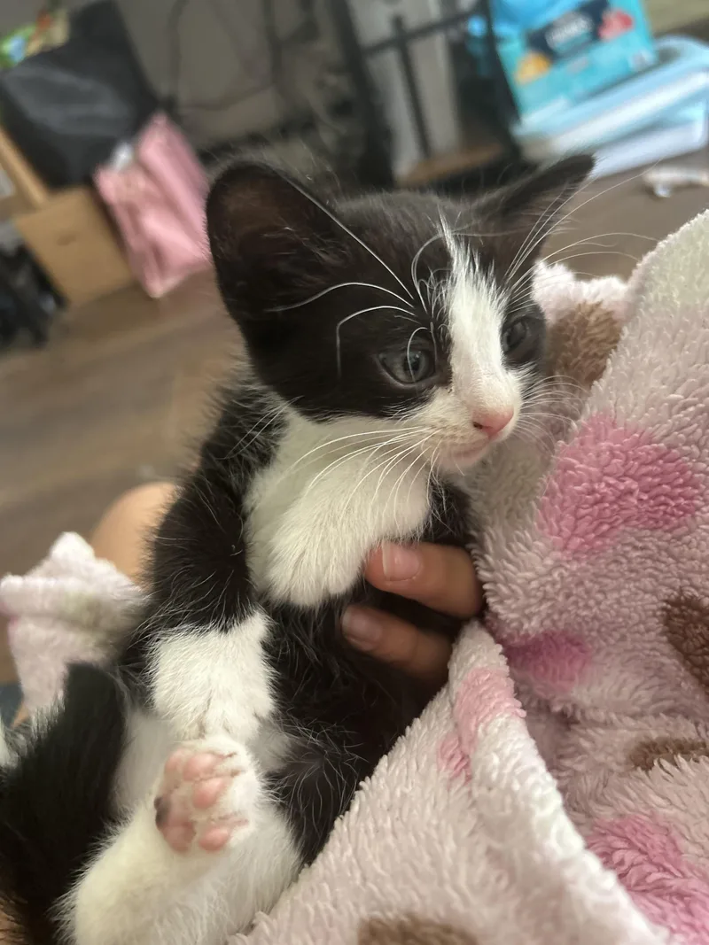 A baby small-sized female Domestic Short Hair cat named Presley for adoption in Long Beach, CA