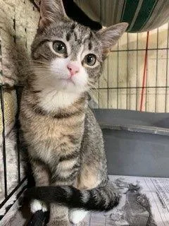 An adult medium-sized female Domestic Medium Hair cat named Candy for adoption in Apollo, PA