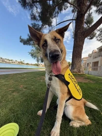 An adult medium-sized female Siberian Husky dog named Penny for adoption in Phoenix, AZ