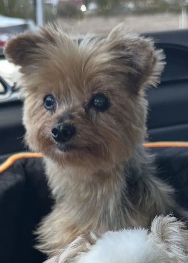 A senior small-sized female Golden Yorkshire Terrier dog named Cha cha cha for adoption in Henderson, NV