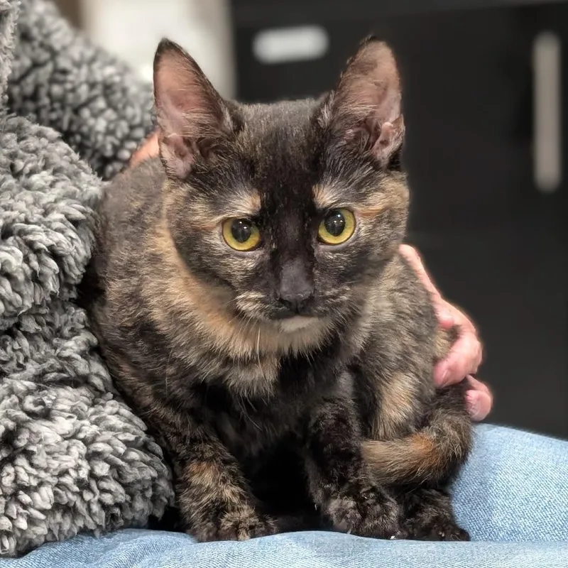 A baby small-sized female Tortoiseshell Domestic Short Hair cat named Mercedes for adoption in Smithville, TN