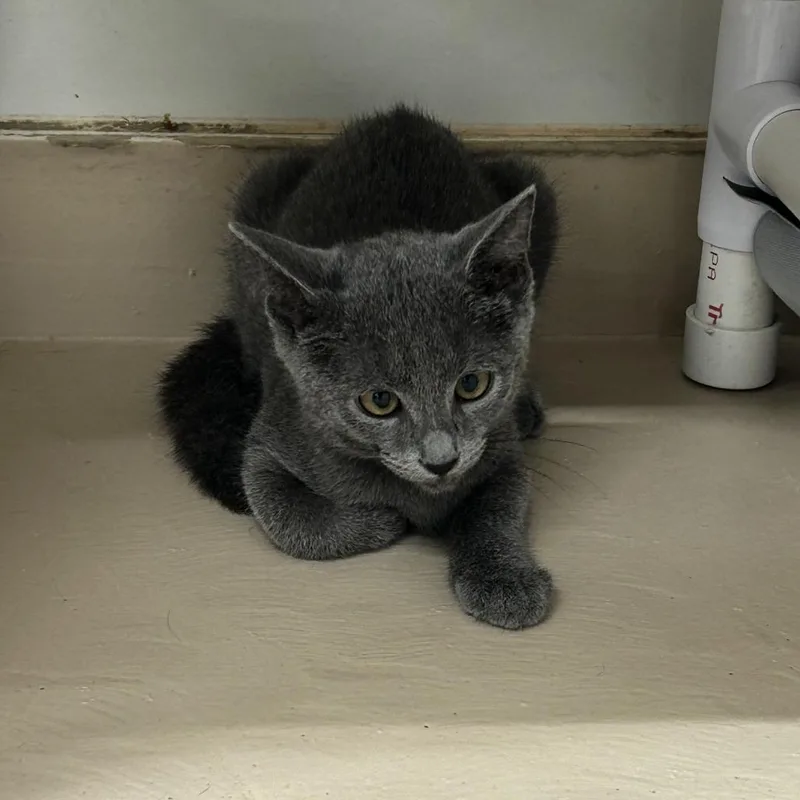 A baby small-sized female Gray / Blue / Silver Domestic Short Hair cat named Marcy for adoption in Delaware, OH