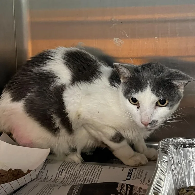 A senior medium-sized female Gray / Blue / Silver Domestic Short Hair cat named Sage for adoption in Pauls Valley, OK