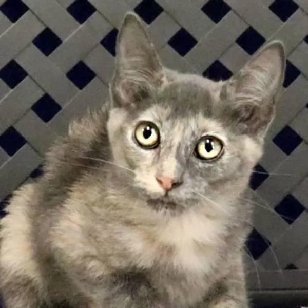 Meowchi thumbnail 2