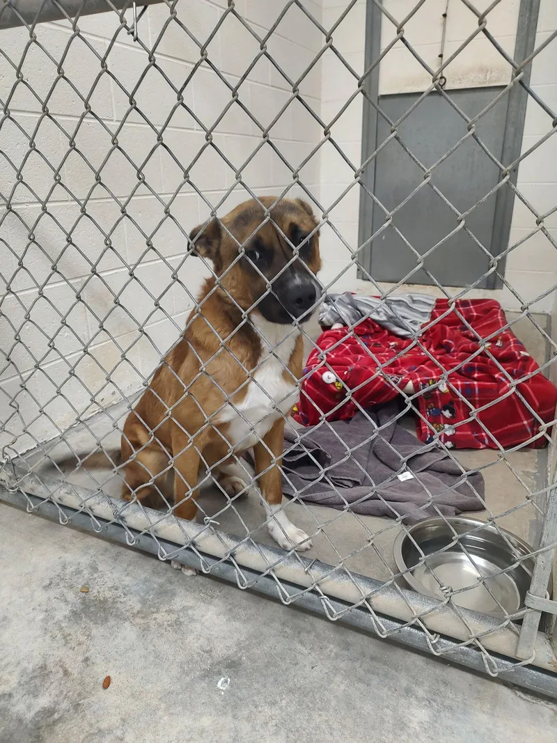 Squirrel thumbnail 3