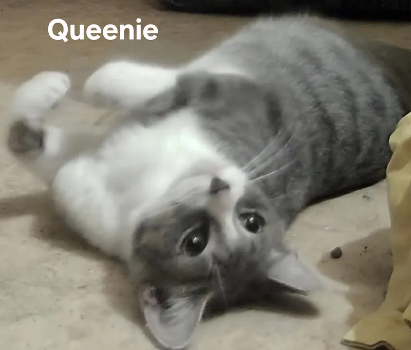 Queenie