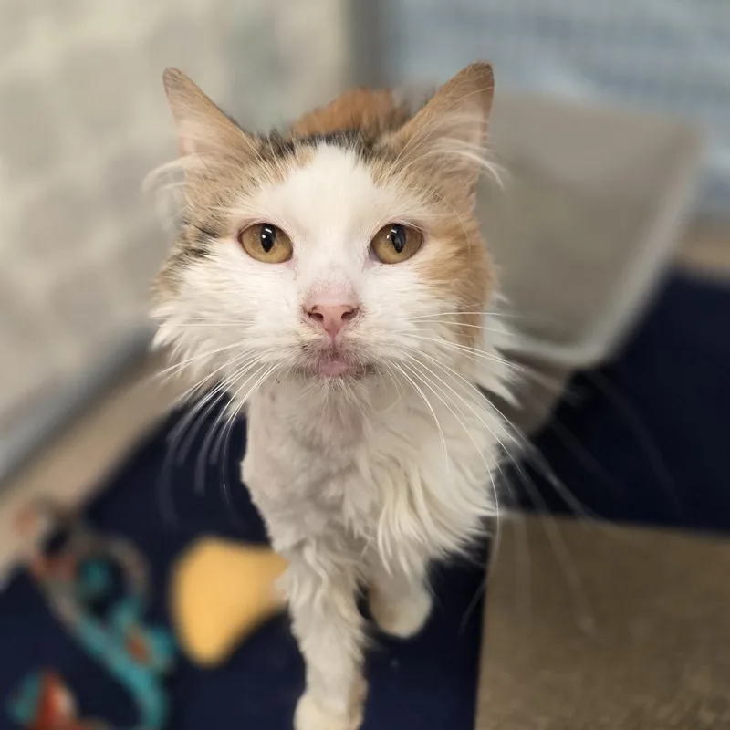 A senior medium-sized female Calico Domestic Short Hair cat named Beverly for adoption in Oshkosh, WI