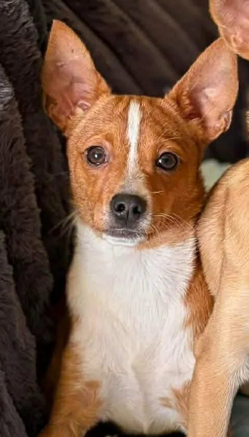 A baby medium-sized male Chihuahua dog named Bruno for adoption in Mustang, OK
