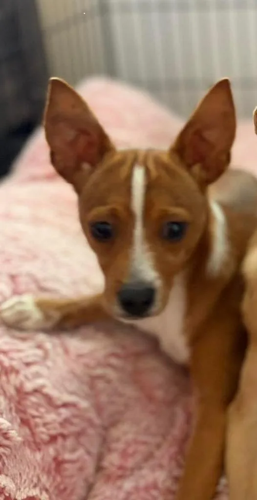 Bruno thumbnail 2